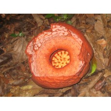 Transfer from Jerantut to National Park, Pahang. 5:00 pm